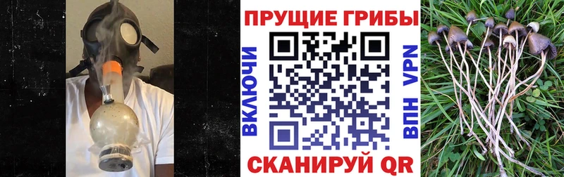 Псилоцибиновые грибы Cubensis Новокубанск